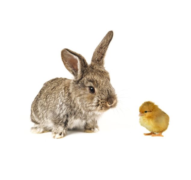 Jodi’s Annual Chicks and Bunny Warning