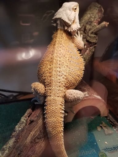 PODCAST: Interest in the Beardies