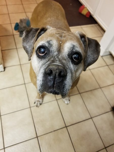 Keeping Dogs Feeling Safe During Fireworks