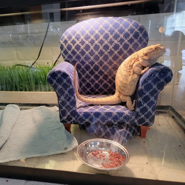 Update on Nugget the Dragon:  After the Show PODCAST