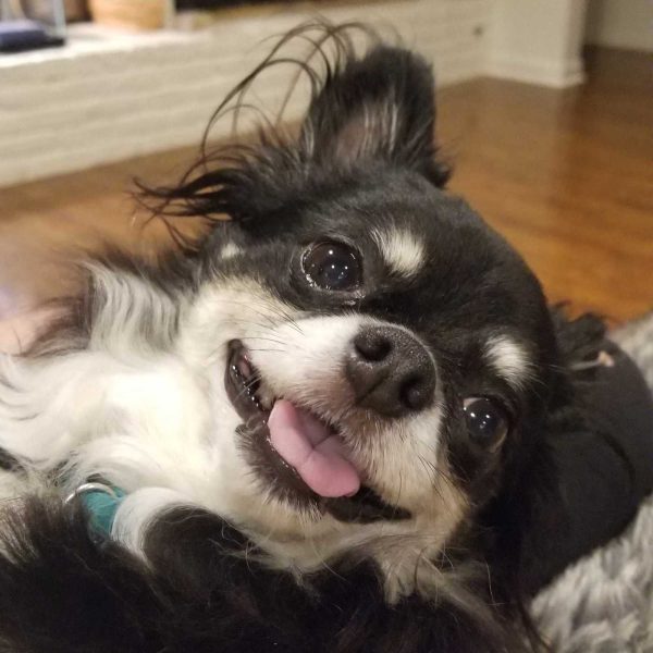 After The Show PODCAST: How much would you spend to make Sparky comfortable if he’s in pain?