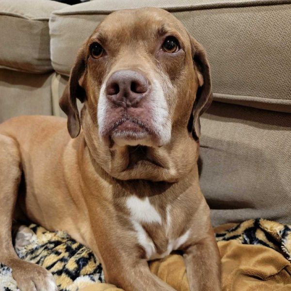 After The Show PODCAST: Champ to the rescue!