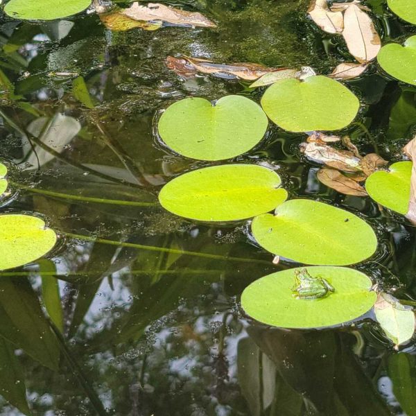 After The Show PODCAST: What Lies Beneath?