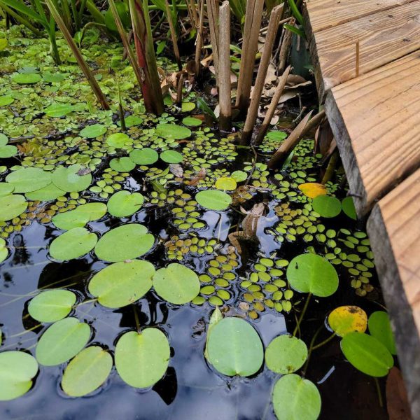 After The Show PODCAST: Pond Problems 2.0.