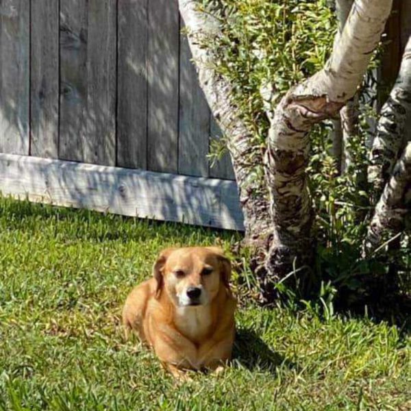 After The Show PODCAST: Do you treat your dog like a human?