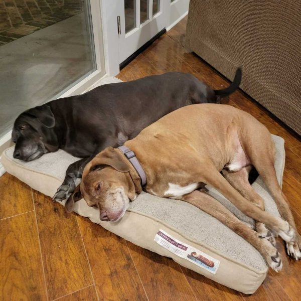 After The Show PODCAST: Did Murphy & Jodi lose their little dog?!