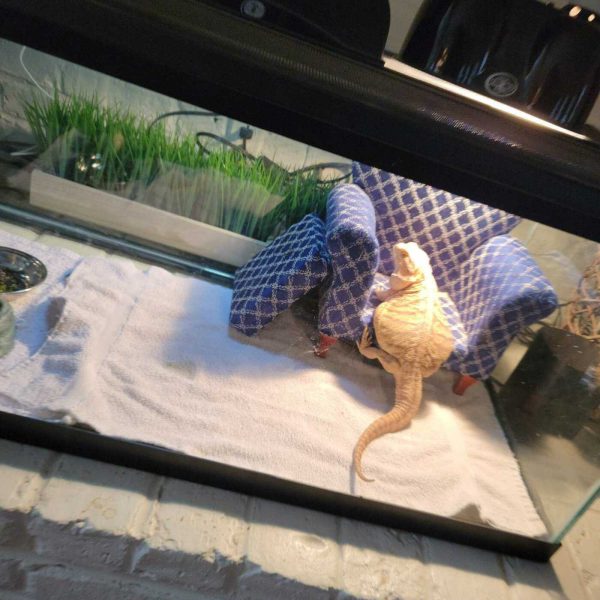 After The Show PODCAST:  Dragon My Heart Around.