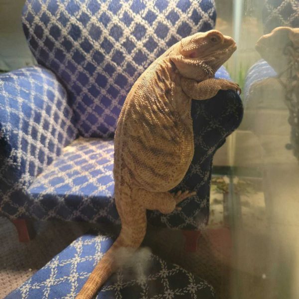 After The Show PODCAST: Dragon my heart around.