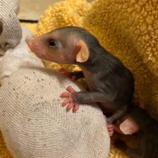 After The Show PODCAST: Rescue never rests.