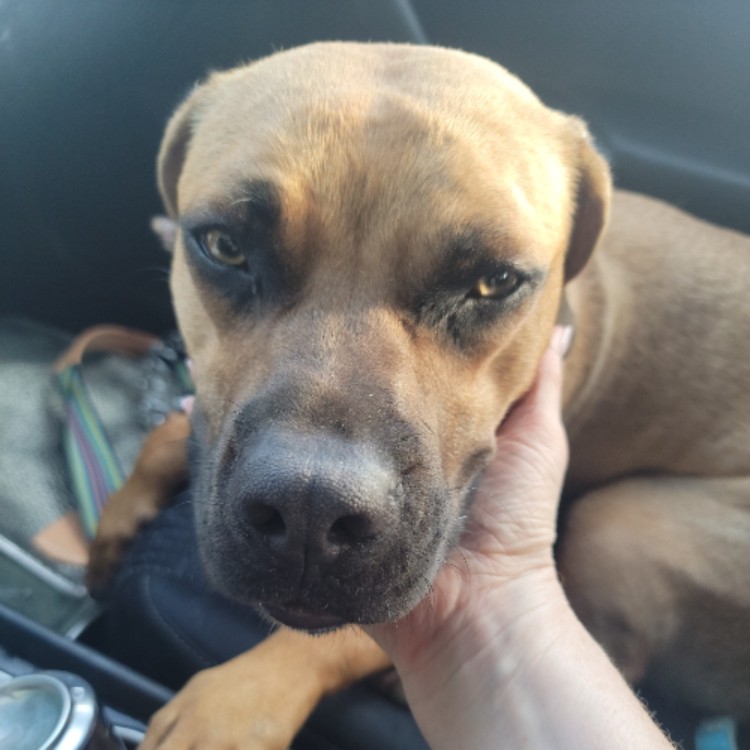 After The Show PODCAST: Mad. Dog.