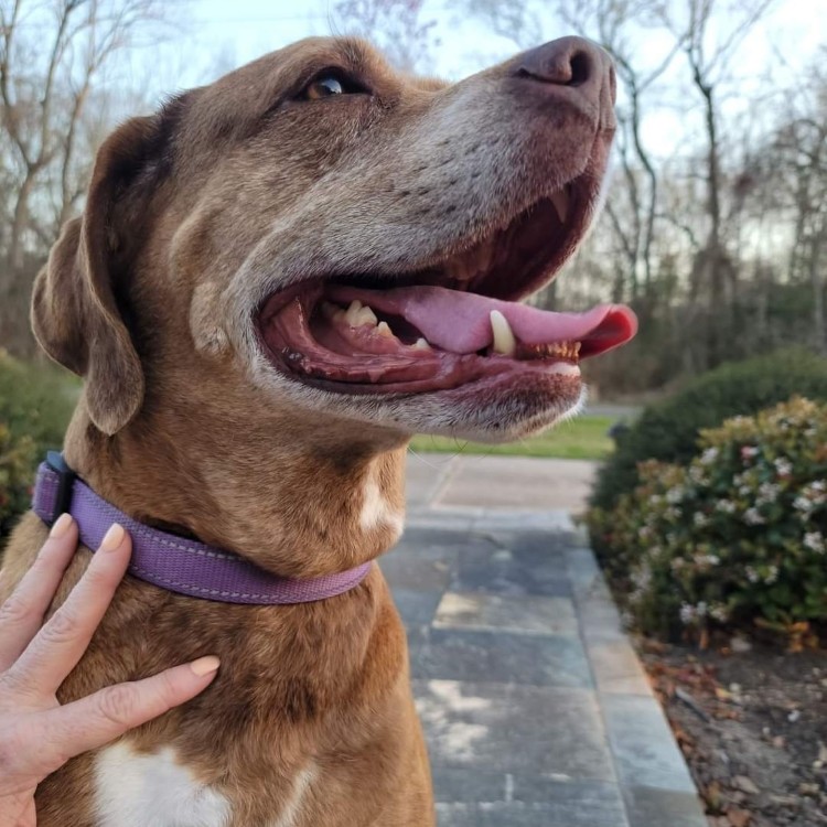 After The Show PODCAST: Dog Confidence.