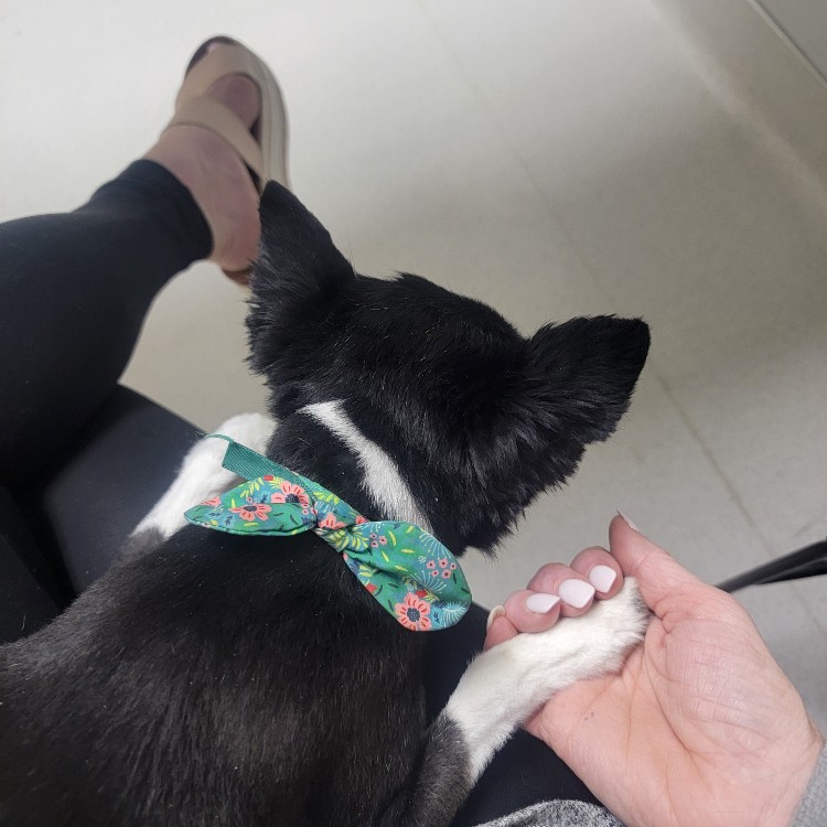 After The Show PODCAST: Summer Pet Problem.