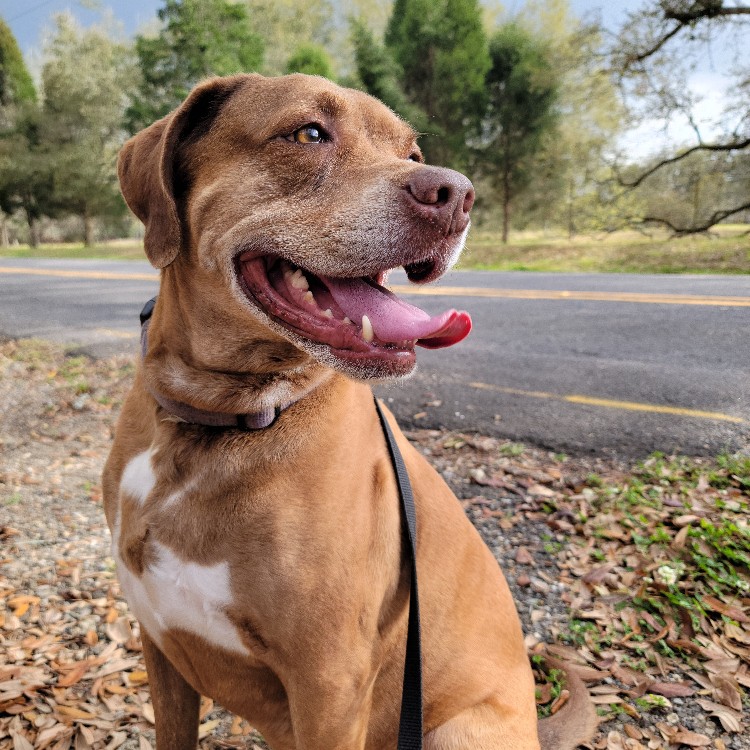 After the Show PODCAST:  Strange Dog