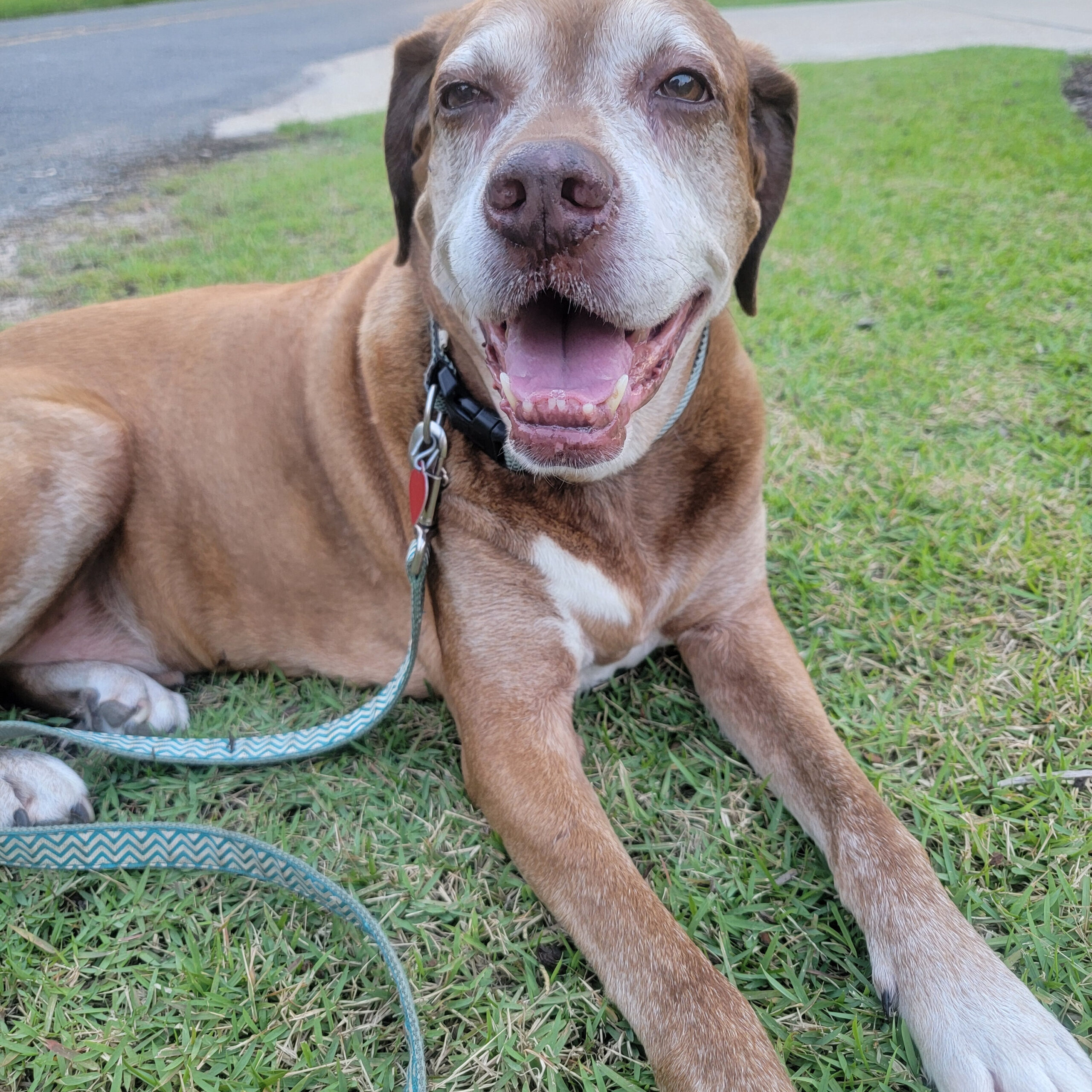 The Champ Plan! Spoiling our old boy in his final days. WEEKEND SHOW PODCAST 6/19